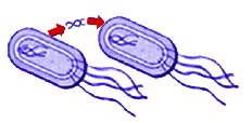 Bactrias trocam genes entre si