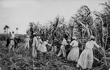 O acar era um dos principais produtos do Brasil Colonial