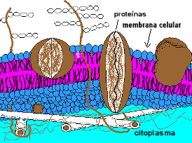 As protenas interagem com as membranas celulares